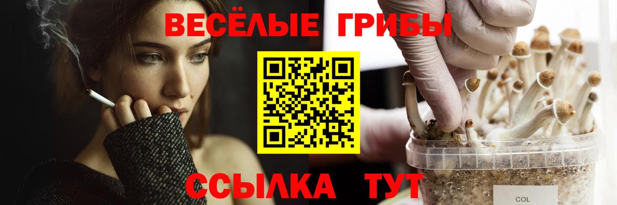 купить наркотик  Вход с VPN  Шахты  Галлюциногенные грибы GOLDEN TEACHER  Псилоцибиновые грибы Psilocybe 